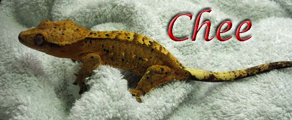 chee the gecko